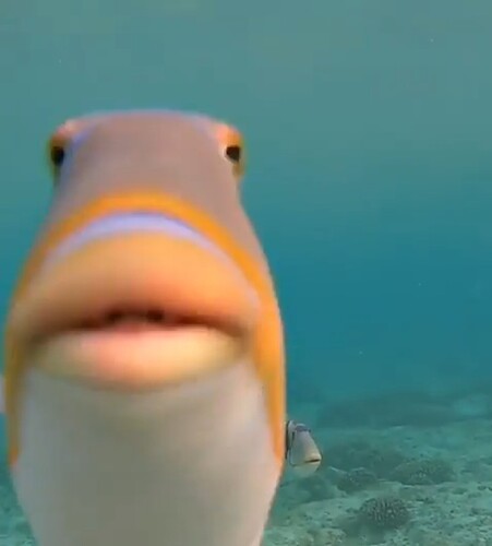 lagoon triggerfish but he's a profile picture