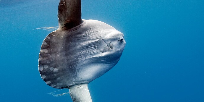 Ocean Sunfish