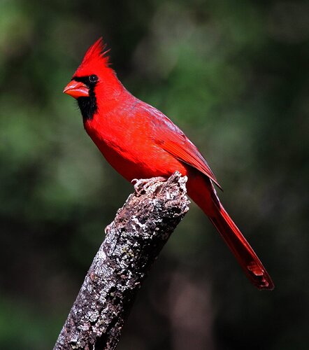 Cardinal-Norther,+male+IMG_0048b-4007876173